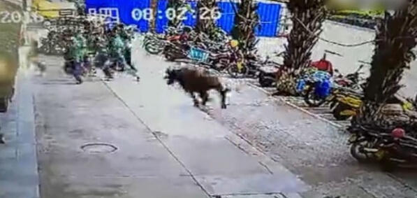 云南水牛发疯袭人 骑车女被撞飞满身是血