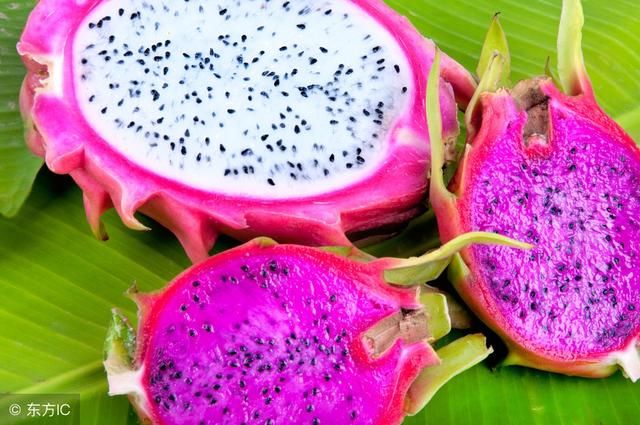 学会种植火龙果盆栽,自家阳台也能种出火龙果