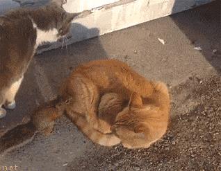 开心一刻:动物幽默搞笑动图 你见过翻栏杆扭屁