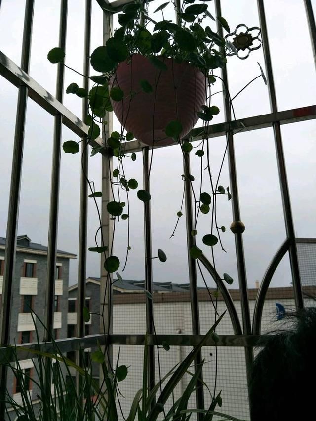 婆婆这么养铜钱草,家里放10盆都可以当绿屏风