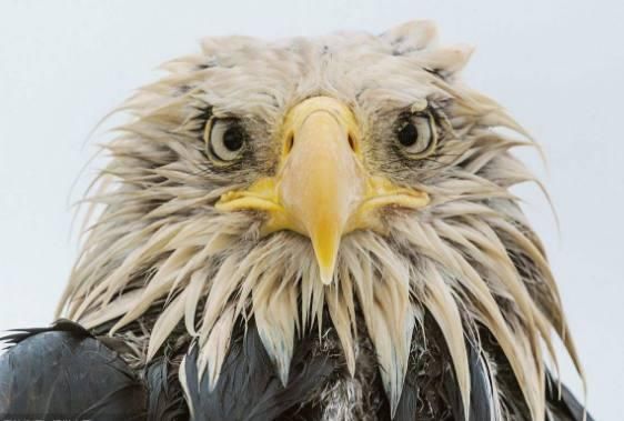 鹰和雕到底有什么区别?其实很多人都傻傻分不