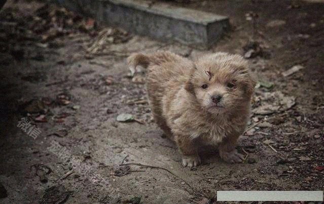 流浪狗不愿跟人走,直到他把领养人带到垃圾堆