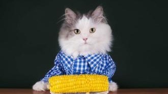 纬度越高 宠物猫出门活动感染病菌几率越大