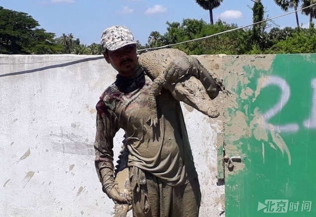 泰国养殖场围墙破损 鳄鱼大规模“越狱”