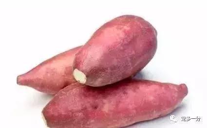 狗狗吃这些蔬菜有好处!