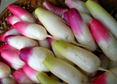 古人常说饿死不进萝卜园,萝卜吃不好,真的比