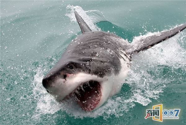 鲨鱼似乎知道那些诱饵是不能吃的,但还是乐此不疲的追逐着.