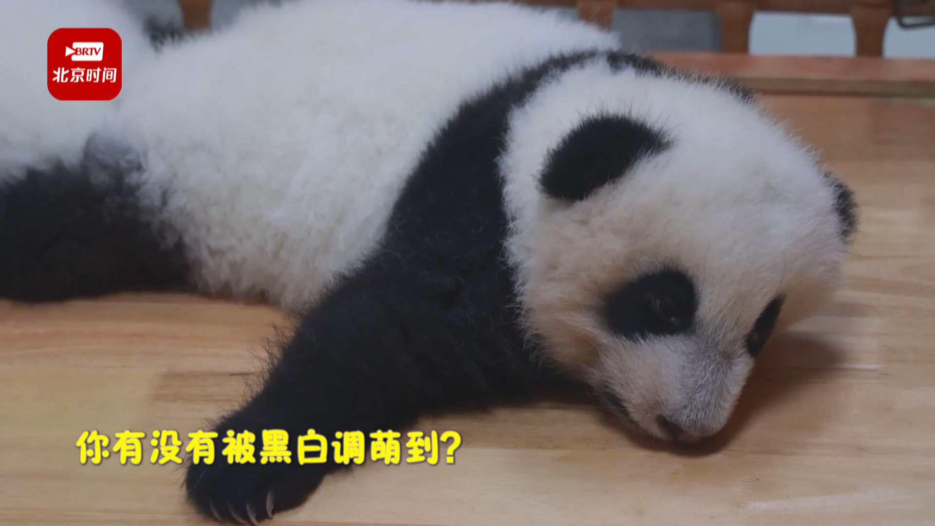 这十年，全球圈养大熊猫的数量多了近一倍！萌起来~~