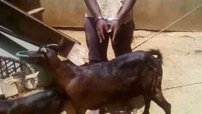 21岁男子强奸山羊被捕 辩称 21岁男子强奸山羊被捕 辩称