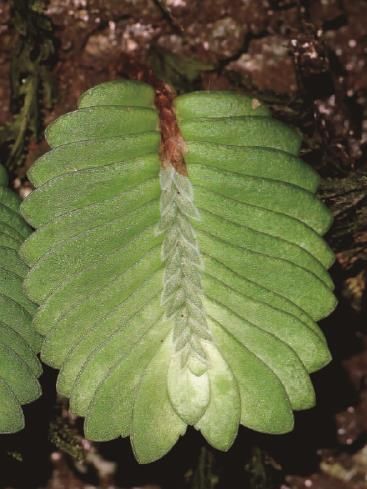 心形叶子的植物叫什么名字呢 t014d54062ec9bd2269.jpg?size=367x489