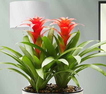 五彩斑斓的玫瑰花卉,可摆放在阳台或客厅等,让家里充满花香,带给人