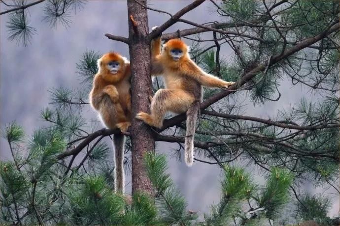 西岳华山是秦岭海拔最高的山吗?