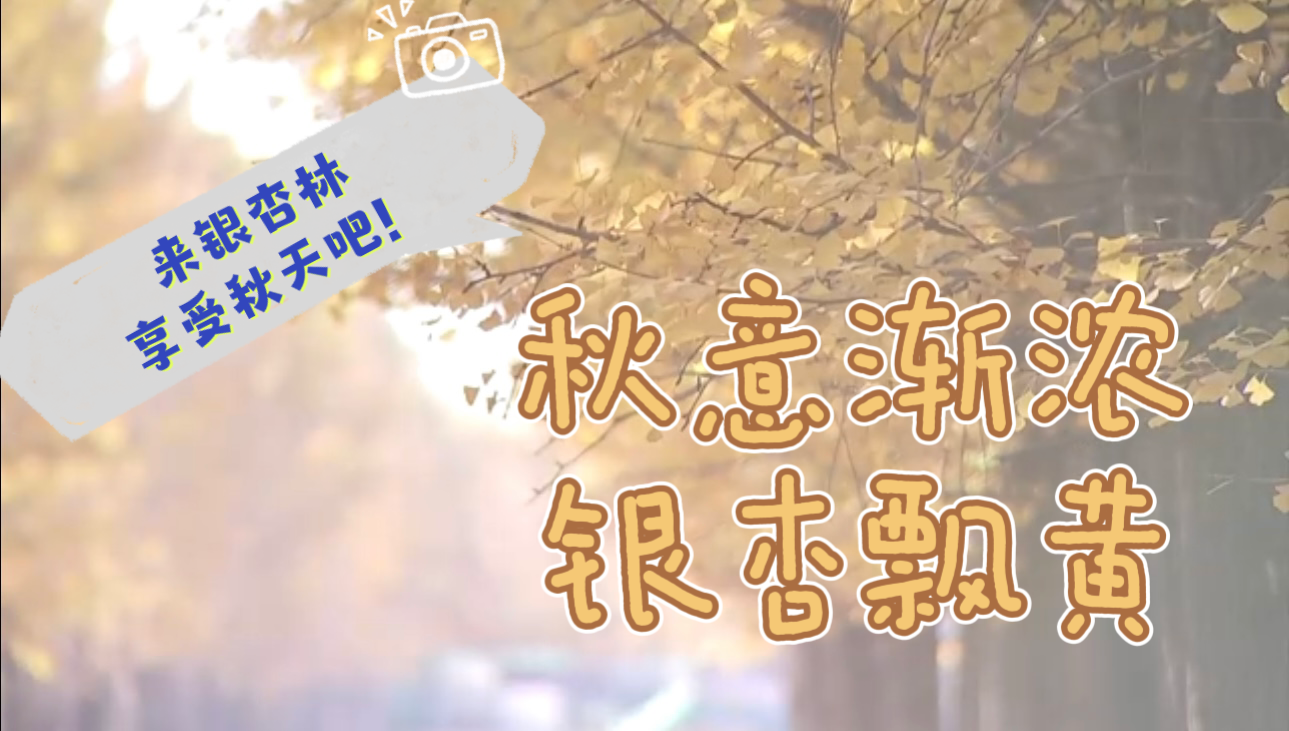 银杏飘黄“披新衣”这片银杏林成了新晋的秋游网红打卡点～