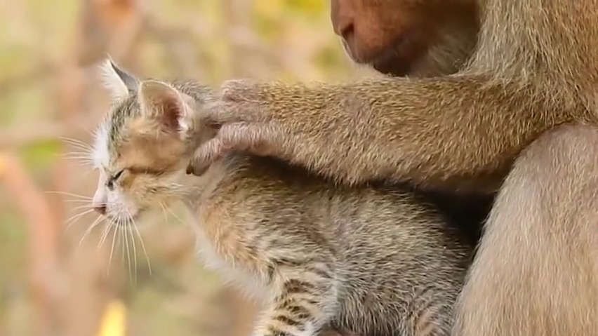 夹叙夹议:猫猴共处闹剧,责任在谁? 夹叙夹议:猫猴共处闹剧,责任在谁?