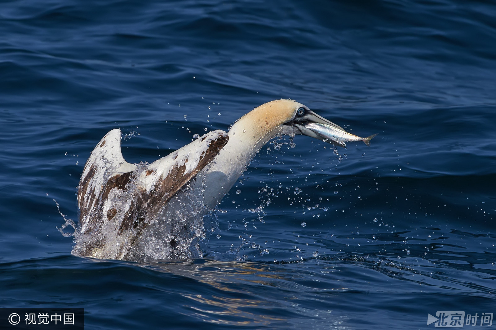 壮观!海鸟塘鹅高速垂直俯冲入水捕食 时速达60英里