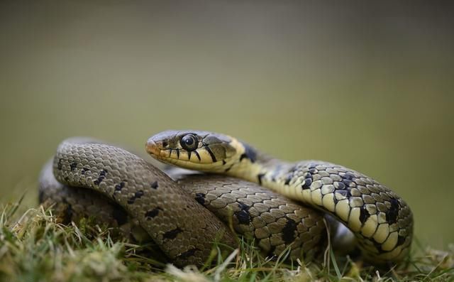 在农村蛇进家里是什么预兆?为什么进家的蛇千
