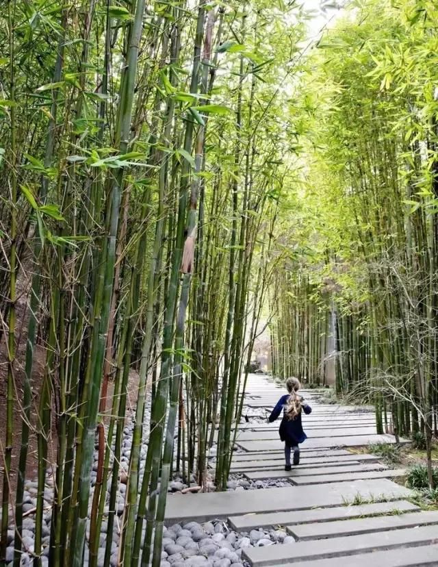 园林景观竹子种类,庭院绿化竹子种类,园林绿化竹子_大山谷图库
