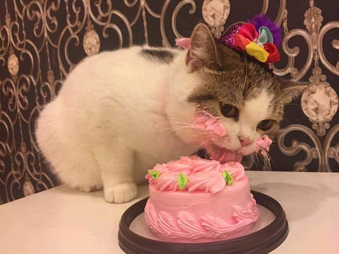 所以什么东西比较可爱呢?猫?蛋糕?当然是猫吃蛋糕啦!