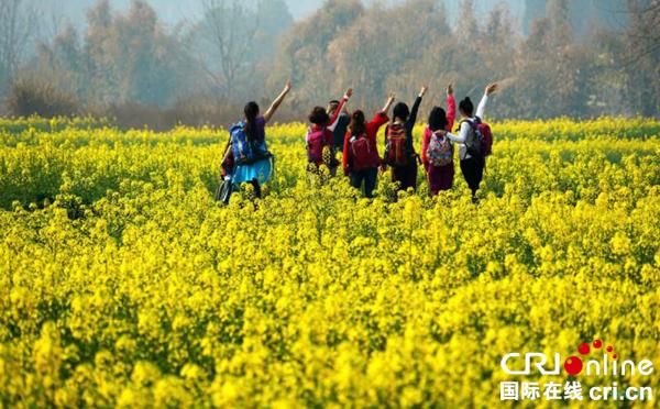眉山仁寿县青岗乡:一朵小菜花撬开乡村振兴门