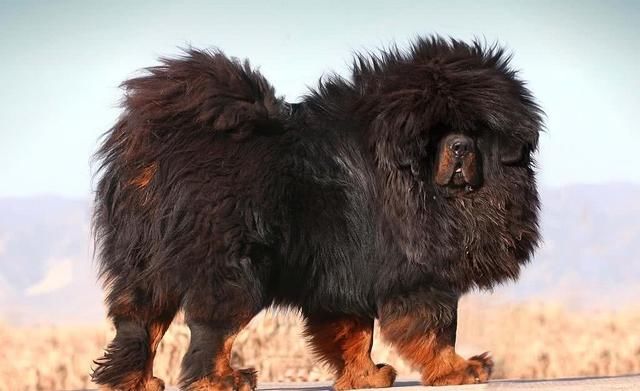 十只藏獒能打得过一只东北虎吗?网友们对结果