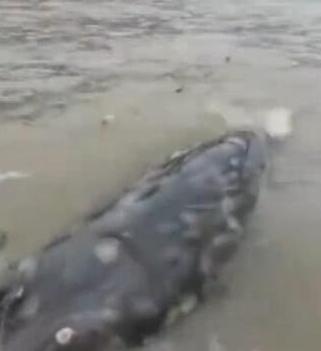 男子长江捕获一条大鱼,拉出水面后却被吓出一身冷汗