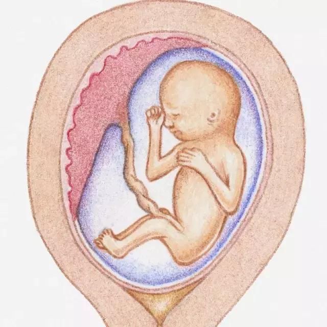 怀孕1-10月胎儿生长发育图,看看胎宝宝可爱模