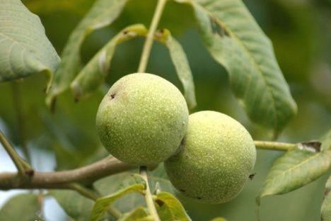 青皮核桃泡酒的功效与作用