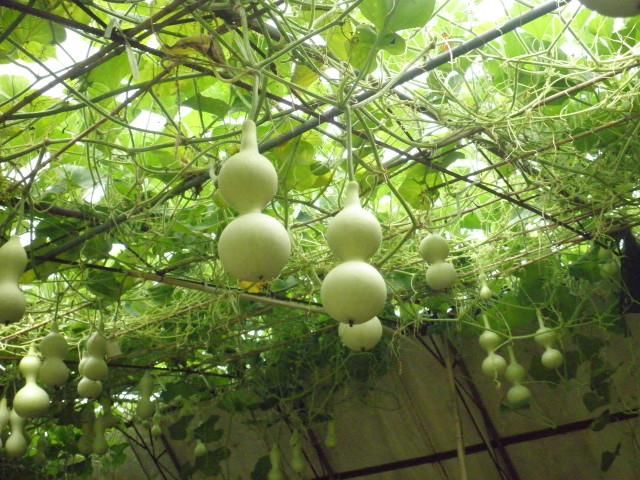 葫芦也能做盆景?怎么养护才最正确