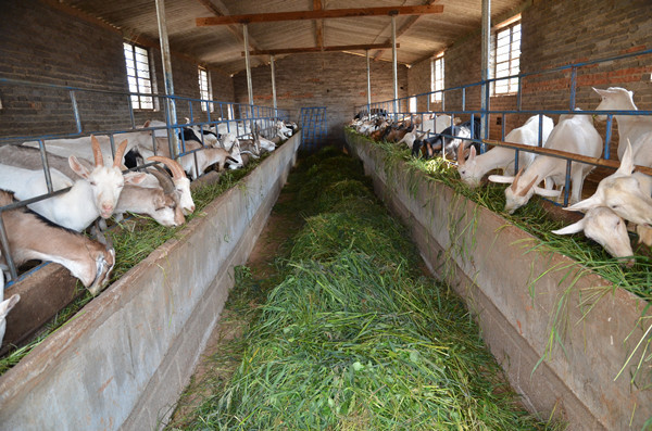 果园里的高床圈养山羊