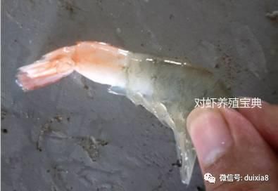 虾病自查这18种症状,一定要注意!