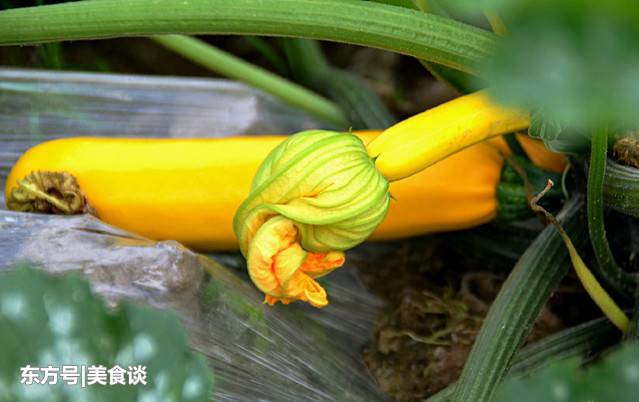这些奇葩蔬菜你见过几个?可随吃随砍,最后的 "鸡蛋"竟长树上