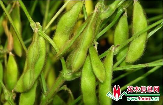 致富经:2018回农村种植创业,做好8种3不种,一