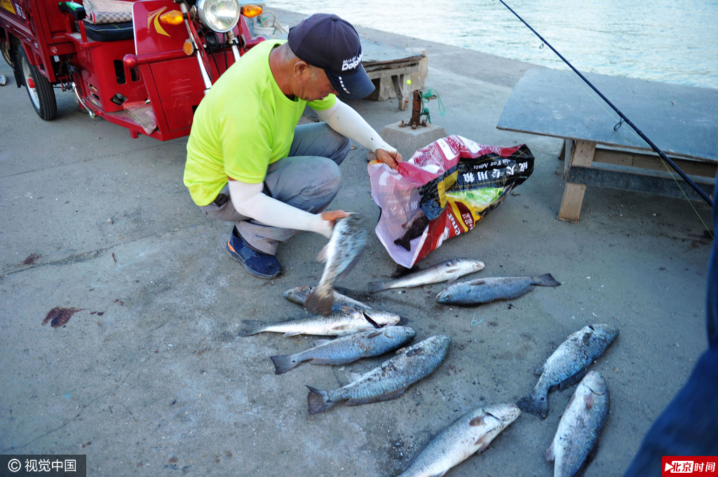 2016年9月18日傍晚，农历天文大潮。山东青岛顾家岛渔港迎来美国红鱼渔汛，数十名垂钓爱好者闻讯赶来垂钓。