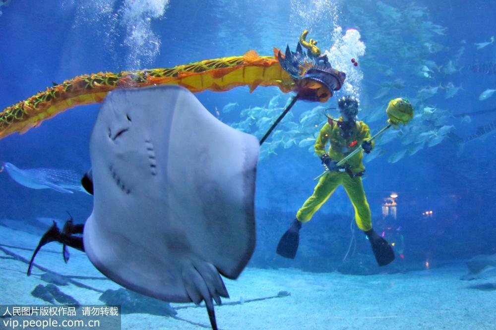 2017年5月27日,山东烟台一海洋公园的潜水员们正在精心排练他们自编自演的“水下舞龙”节目,用妙趣横生的表演和全新的视觉体验迎接即将到来的端午节假期。