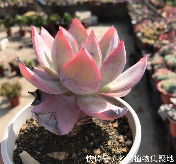 用园土养多肉植物容易板结?把这种介质放进去