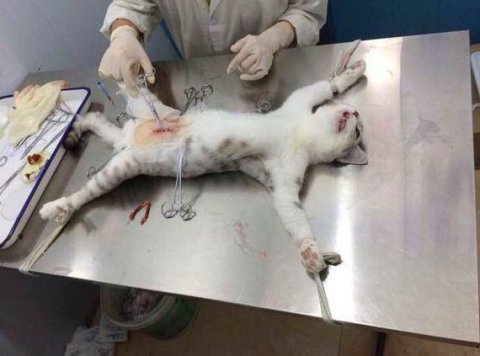 小希萌宠:给猫咪做了绝育手术后,猫咪的表情萌