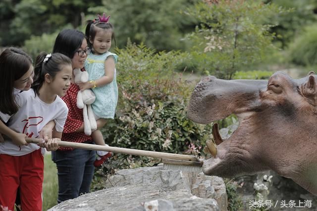 给河马刷牙?浣熊浑水摸鱼?动物度夏还有这操