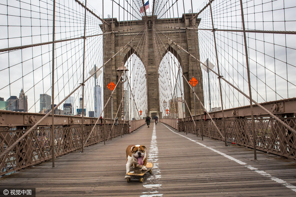 呆萌斗牛犬暴走玩滑板 运动细胞不输人类