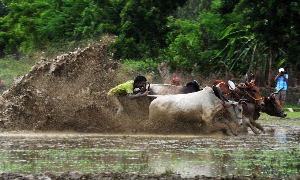 组图-印度举行骑水牛比赛 稻田狂飙泥水四溅 组图-印度举行骑水牛比赛 稻田狂飙泥水四溅