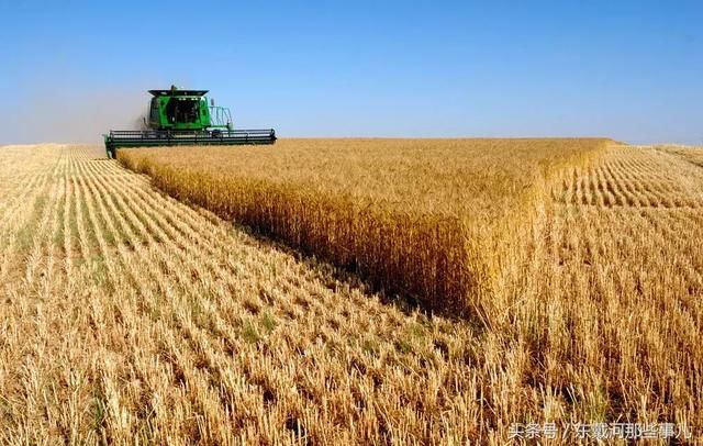 小麦收割时间不对,每亩至少减产100斤!(附全国