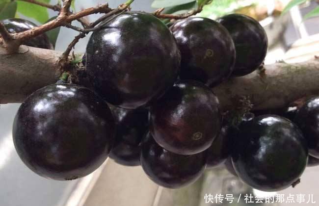 男子在野外发现一棵树,长满黑色小球,仔细一看,顿时不淡定了