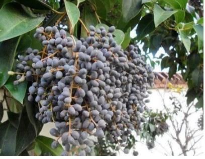 神奇农村山里的这些野果,吃过三种为你点赞,全认识算你厉害!