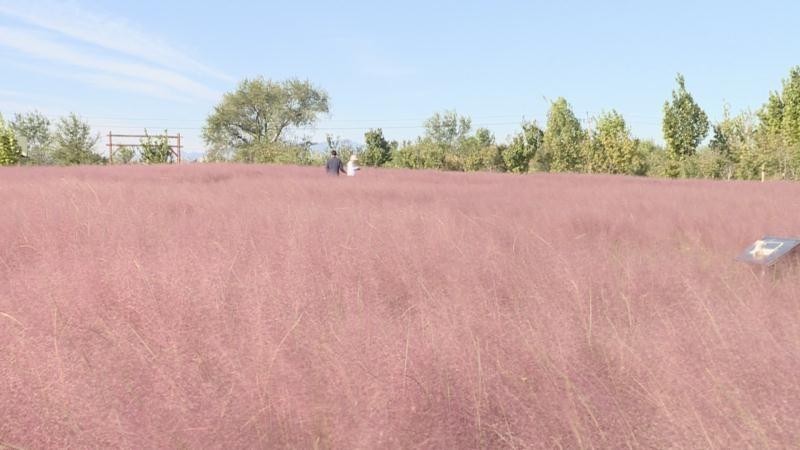 承包你的少女心!北京丰台这片粉黛花海惊艳整个秋天 承包你的少女心!北京丰台这片粉黛花海惊艳整个秋天