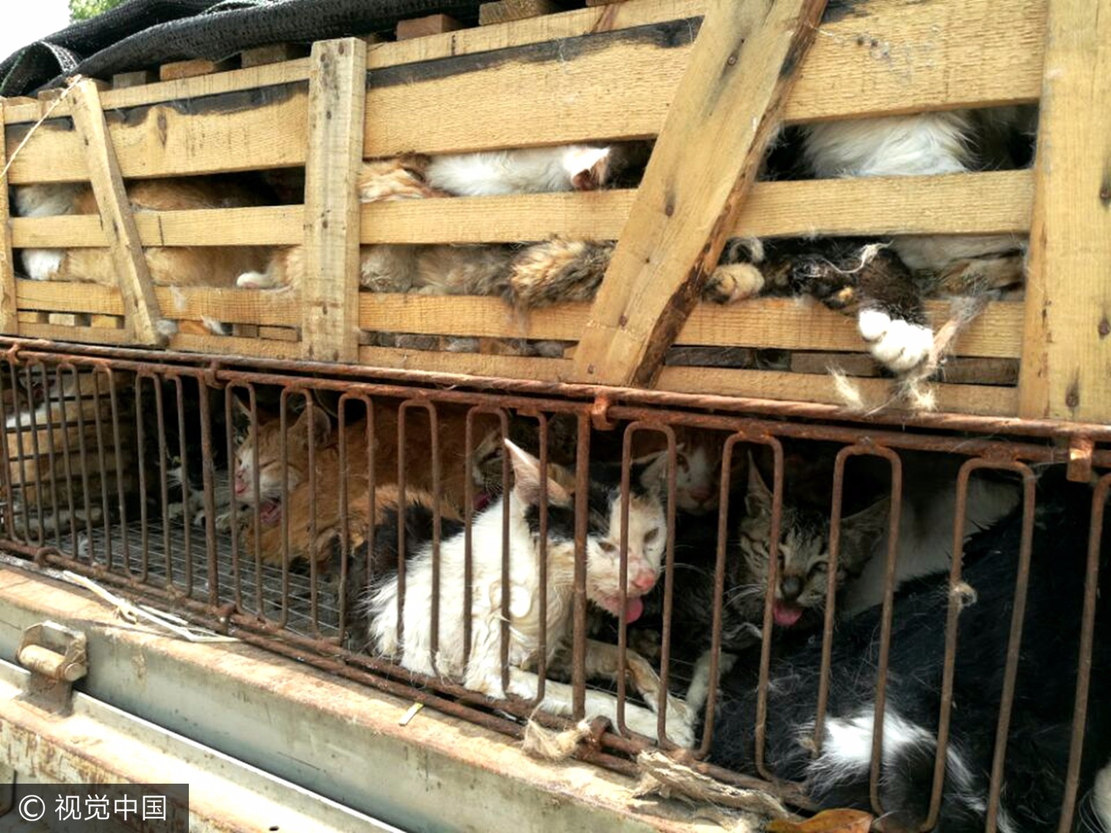 大快人心!"偷猫大盗"被抓500多只猫咪获救