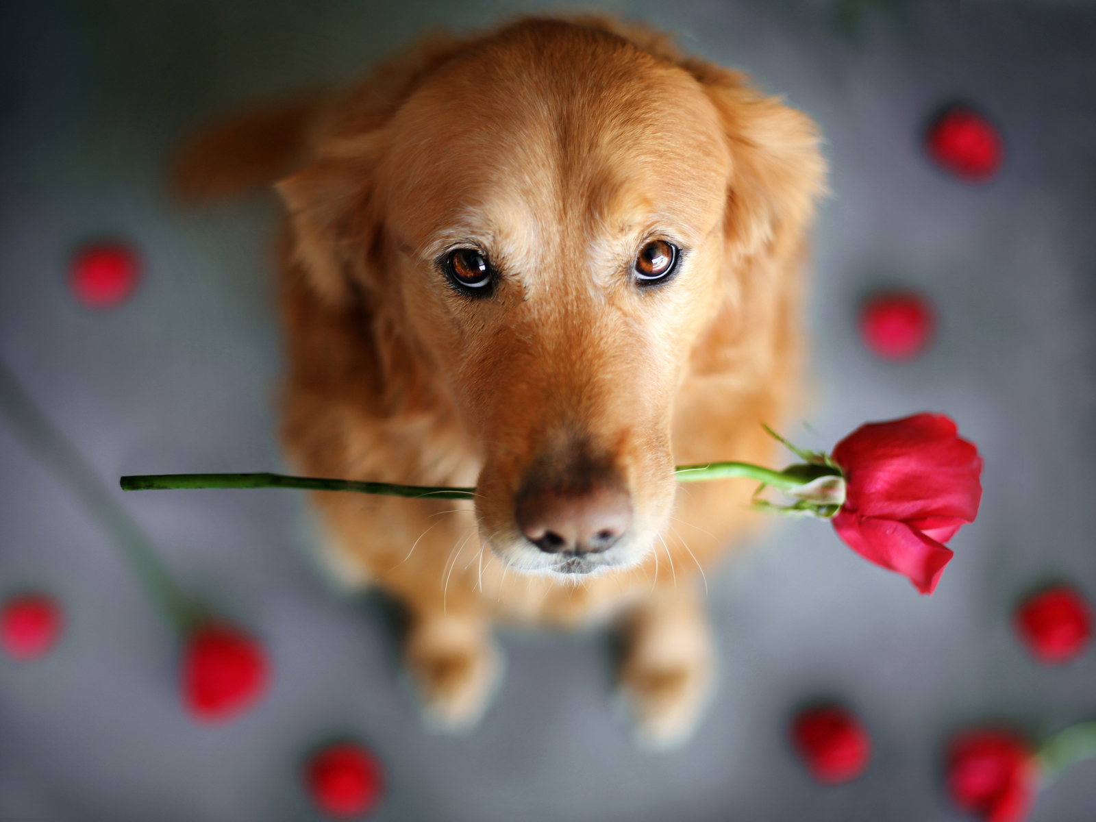 世界上最聪明的五种宠物狗,你家的也在其中吗?