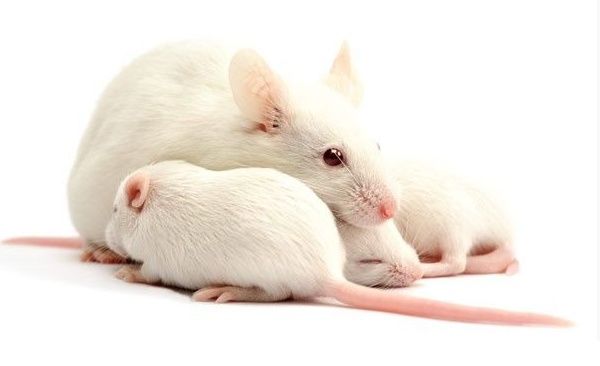 重磅!HBV感染免疫活性动物模型研究取得重大