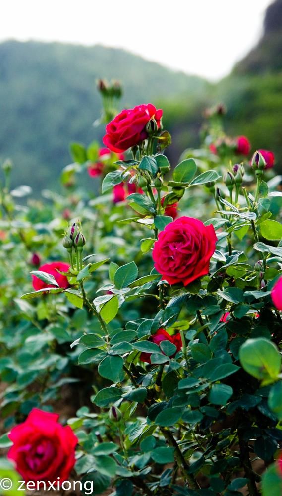 这里的玫瑰花品种属于滇红玫瑰,据说一年能够多次,只要把花采摘,花朵