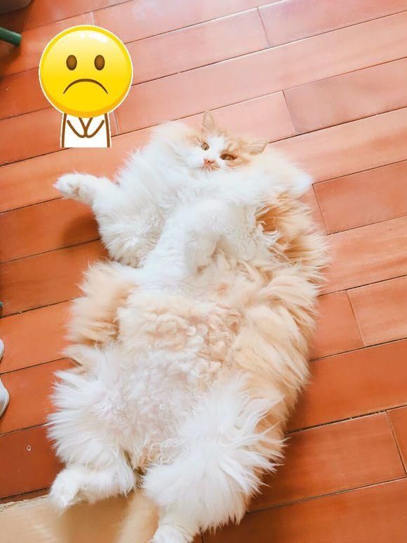 女孩捡回来一只流浪猫,一年后被认出是布偶猫串,女子快要美翻了