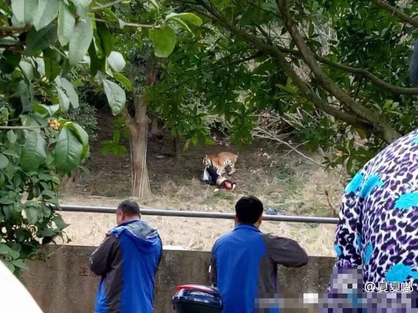 宁波老虎咬人:游客近距离逗虎被咬入园内 宁波老虎咬人:游客近距离逗虎被咬入园内