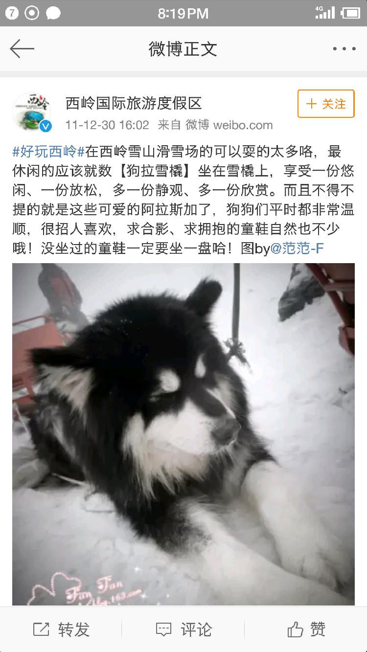 红星新闻记者在网上查询发现，西岭雪山狗拉雪橇项目由来已久。在新浪微博搜索“西岭雪山狗拉雪橇”，出来的微博有40余条，除了一些推广信息和游玩记录外，半数网友反对狗拉雪橇的游玩项目。时间最远的一条是2011年，网友写到：“在路上-西岭雪山……对于小朋友们，狗拉雪橇是最有意思的了。”那年年底，成都文化旅游发展股份有限公司西岭雪山运营分公司官方微博“西岭国际旅游度假区”，也在微博中写到：“在西岭雪山滑雪场的可以耍的太多咯，最休闲的应该就数狗拉雪橇。”